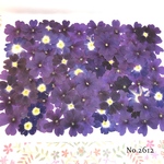 ♡new♡選別前だからお安く♡バーベナの押し花セット♡