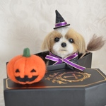 シーズーちゃんのハロウィン (ゴールド)2021