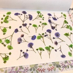 ♡new♡作家様必見♡ ♡カラフルなかすみ草♡押し花セット