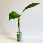 ハイドロカルチャー　プルメリア　小石原焼　陶器　観葉植物