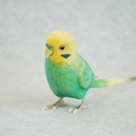 セキセイインコ　1703123