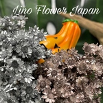 スターフラワー メタリック【pink gold,silver MIX】