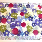 ♡new♡  ♡可愛い押し花セット♡ ♡たくさん入って使いやすい押し花セット♡