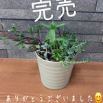 ブリザードフラワー&ドライフラワー髪飾り＊成人式　卒業式