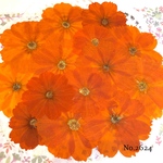 ♡new♡作家様必見♡ 可愛いコスモスお花がいっぱい♡ 押し花セット