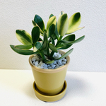 mayumi3817様　専用　追加ご購入　金のなる木　シンシン　素焼き陶器　鉢植え　観葉植物
