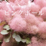 スモークツリー　苗　ピンクボール　苗木