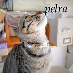 猫ちゃんネックレス