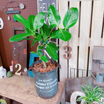 現品♡【大きめベンガレンシス 】おしゃれグリーン♡人気の育てやすい観葉植物！シルバー系ブリキ鉢！フィカス
