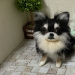 羊毛フェルト　チワワ