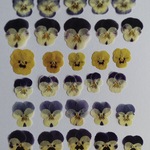 sale！ビオラ押し花②　３０枚