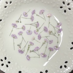 かすみ草ピンク(押し花)