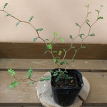 観葉植物　ソフォラ  リトルベイビー