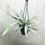 株立ち！　コウモリラン　ビカクシダ　ビーチー　(Platycerium veitchii)  吊り鉢 