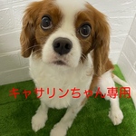 キャサリンちゃんオーダー用