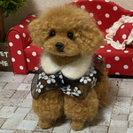 羊毛フェルト　トイプードル