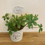 観葉植物代わり　人工観葉植物　フェイクグリーン