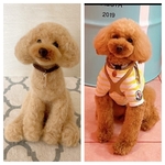 fumie様専用　トイプードル💛ジェット君🐩