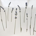 押し花＊ラベンダー