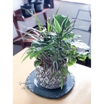 ウンベラータと観葉植物の寄せ植え