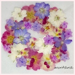 626.押し花アソート〜カラフル　お花　mix 押し花素材