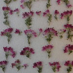 押し花 素材 エリカ💐