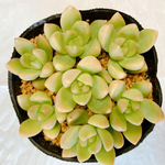 多肉植物　月の王子（オウレイ）　カット苗7コ