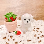 ちっちゃなマルチーズちゃん