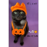 再入荷！かぼちゃハロウィンポシェット、猫ちゃんの首輪