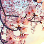 imu321imu 様 専用ページ ≪＊リカちゃんサイズ・桜🌸が見える和室≫