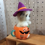 ハロウィンシーズー🎃