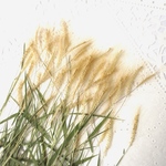 押し花素材～イタチガヤ　40本〜  