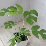 ヒメモンステラ♡ペルツーサ♡観葉植物♡インテリアグリーン♡鉢ごと♡