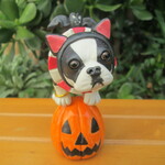 ハロウィン★ボストンテリア①