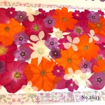 ♡new♡  ♡可愛い押し花セット♡ ♡たくさん入って使いやすい押し花セット♡
