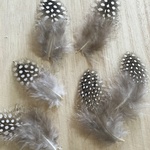 ホロホロ鳥 羽 ナチュラル 10枚セット 5-8cm 金具付き