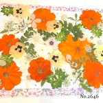 ♡new♡  ♡可愛い押し花セット♡ ♡たくさん入って使いやすい押し花セット♡