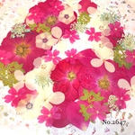 ♡new♡  ♡可愛い押し花セット♡ ♡たくさん入って使いやすい押し花セット♡
