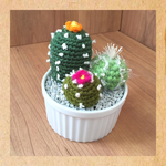 あみあみサボテン寄せ植え