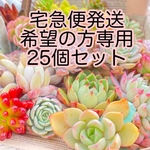 多肉植物25個 カット苗＆抜き苗（名前付20･札落ち5）
