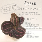 カラテア・ドッティー