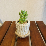 多肉植物　黄麗　ハンドメイドポット