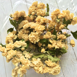 《出来たて》黄色のモッコウバラ＊ドライフラワー