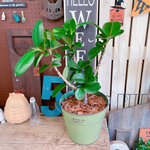 現品SALE♡【フィカス　ソフィア】素敵な緑系ブリキ鉢！♡オシャレな観葉植物♪かっこいいグリーン