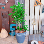 現品♡【かっこいいガジュマル】幸せの木♡風水でも大人気のグリーン！オシャレ観葉植物♡ブラック系ブリキ鉢