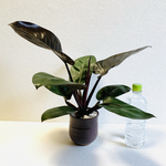 ハイドロカルチャー　フィロデンドロン ブラックカーディナル 希少　小石原焼　陶器　観葉植物　大きめサイズ　