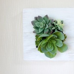 空気を綺麗にするグリーン　光触媒加工　ウォールグリーン　多肉植物