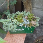 多肉植物の寄せ植え