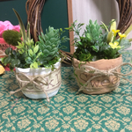 多肉植物 グリーン ミニ寄せ植え二点 送料無料