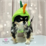 【イタグレ用犬服】可愛い怪獣が現れた❣️もこもこ恐竜着ぐるみフリース🦖🌟